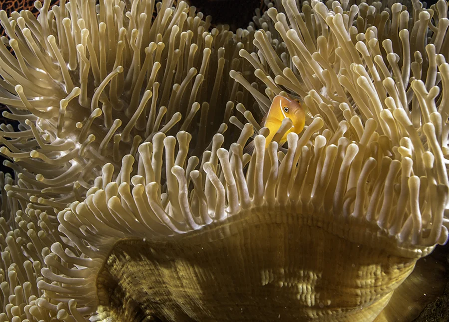 Clown fish Anemonbe 3 email.jpg