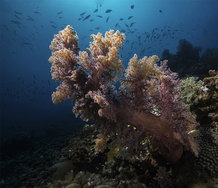 Super soft coral.jpg