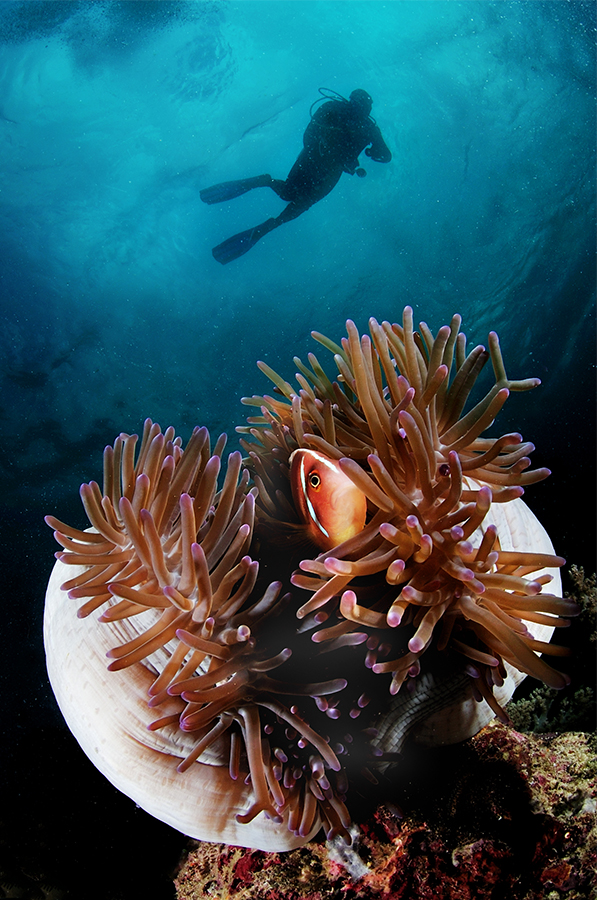 Image by Aaron Wong
