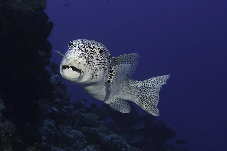 puffer fish 2.jpg