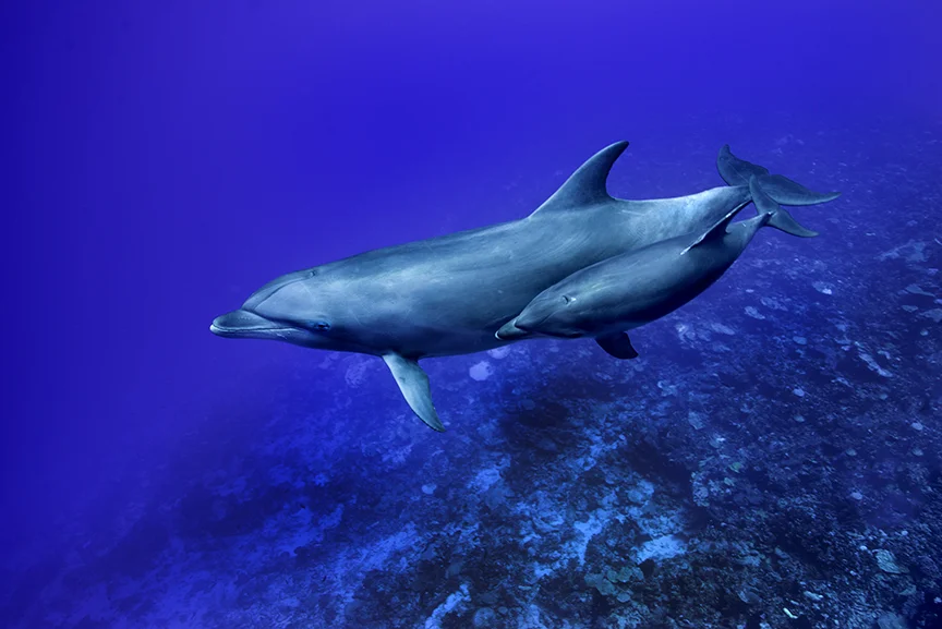 Dolphins.jpg