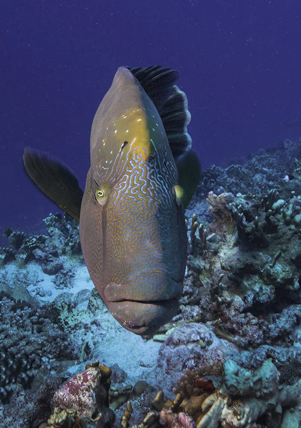 napolian wrasse.jpg