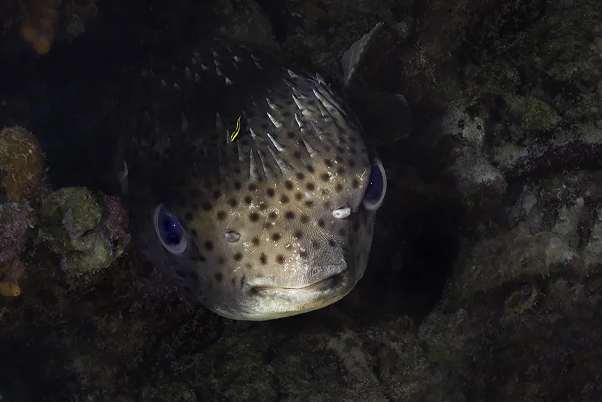 Puffer mad fish.jpg