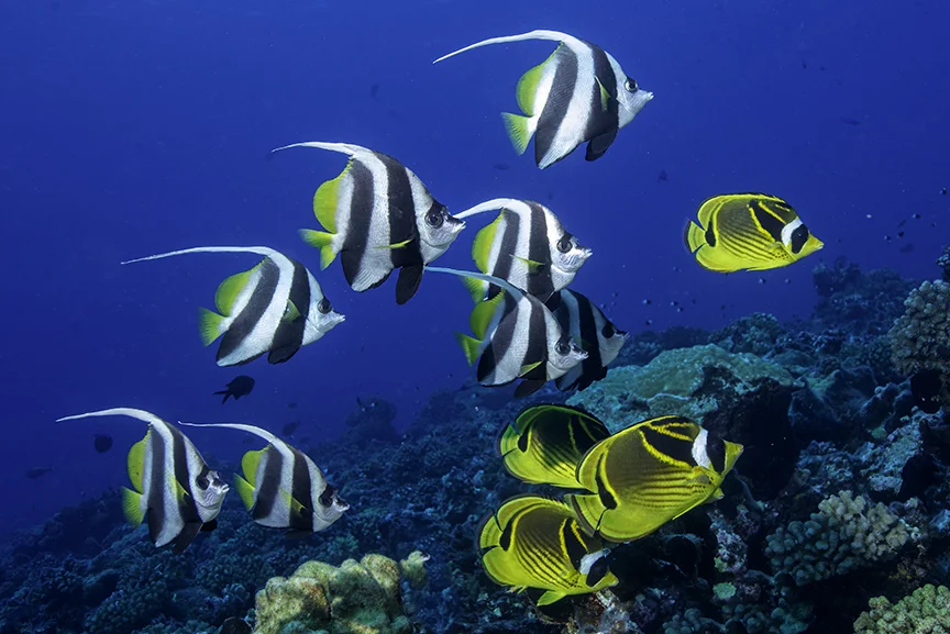 Batfish.jpg