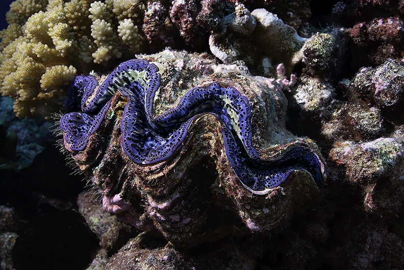 Clam 2.jpg
