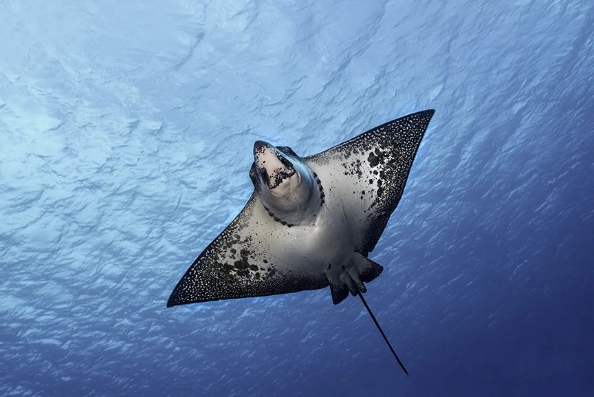 Cow nosed Ray.jpg