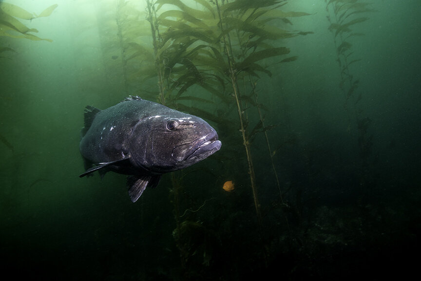 Black Sea Bass.jpg