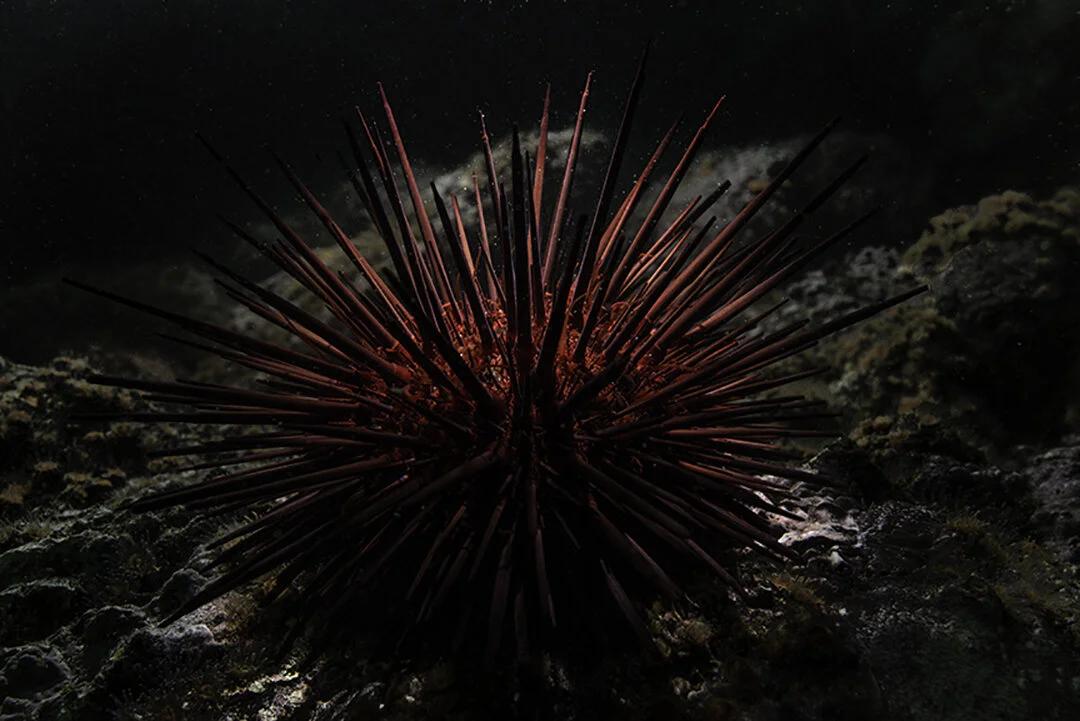 Urchin.jpg