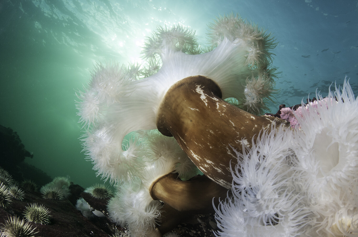 anemone_photography_underwater.jpg