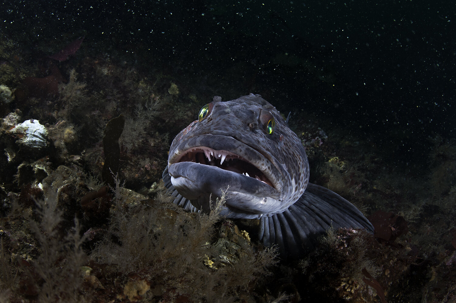 canada_vancouver_lingcod.jpg