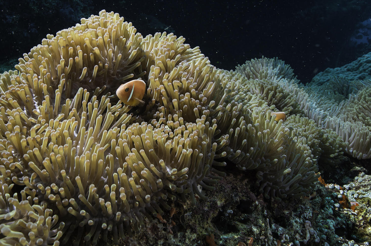 anemone fish.jpg