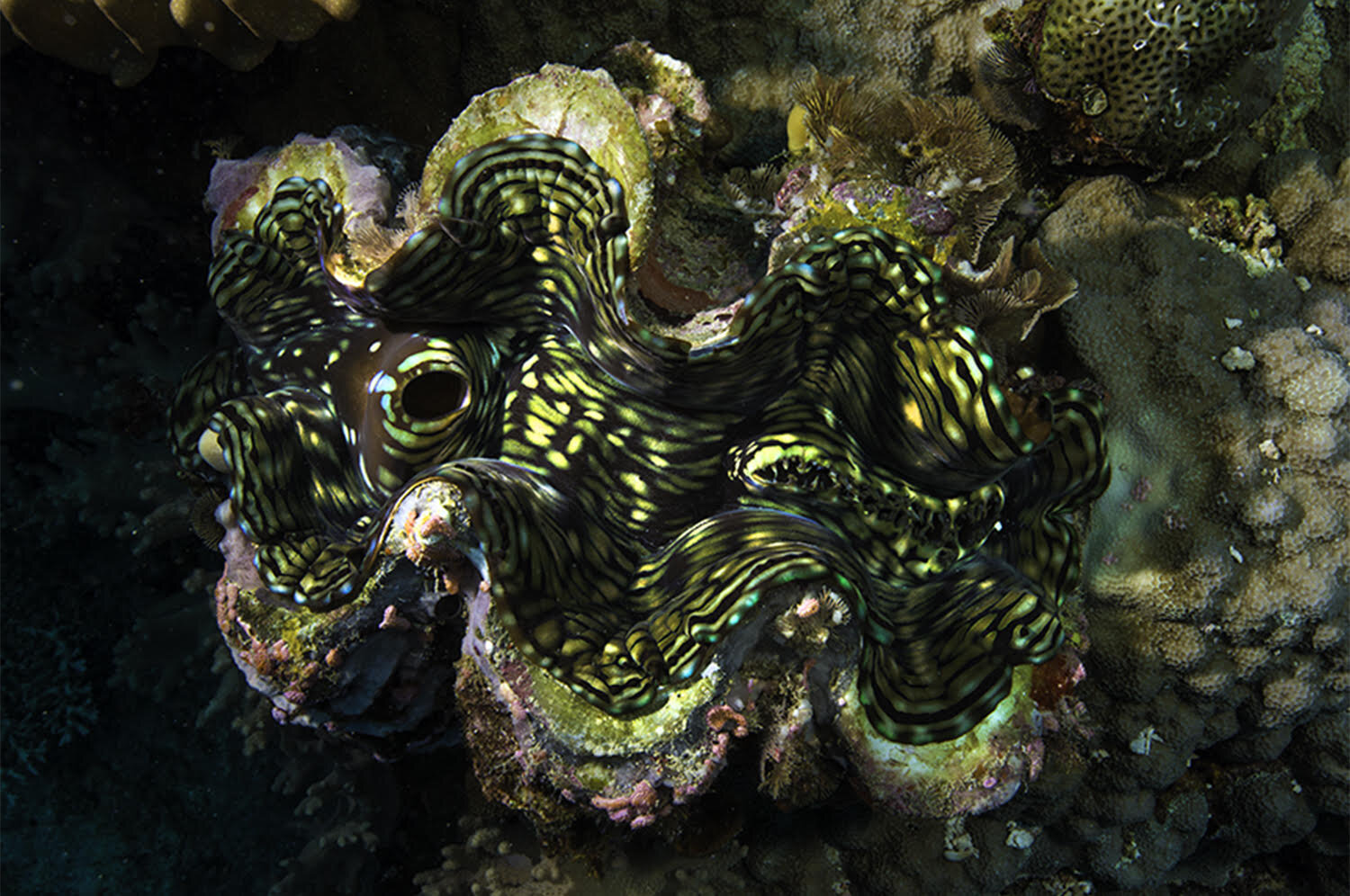 giant clam.jpg