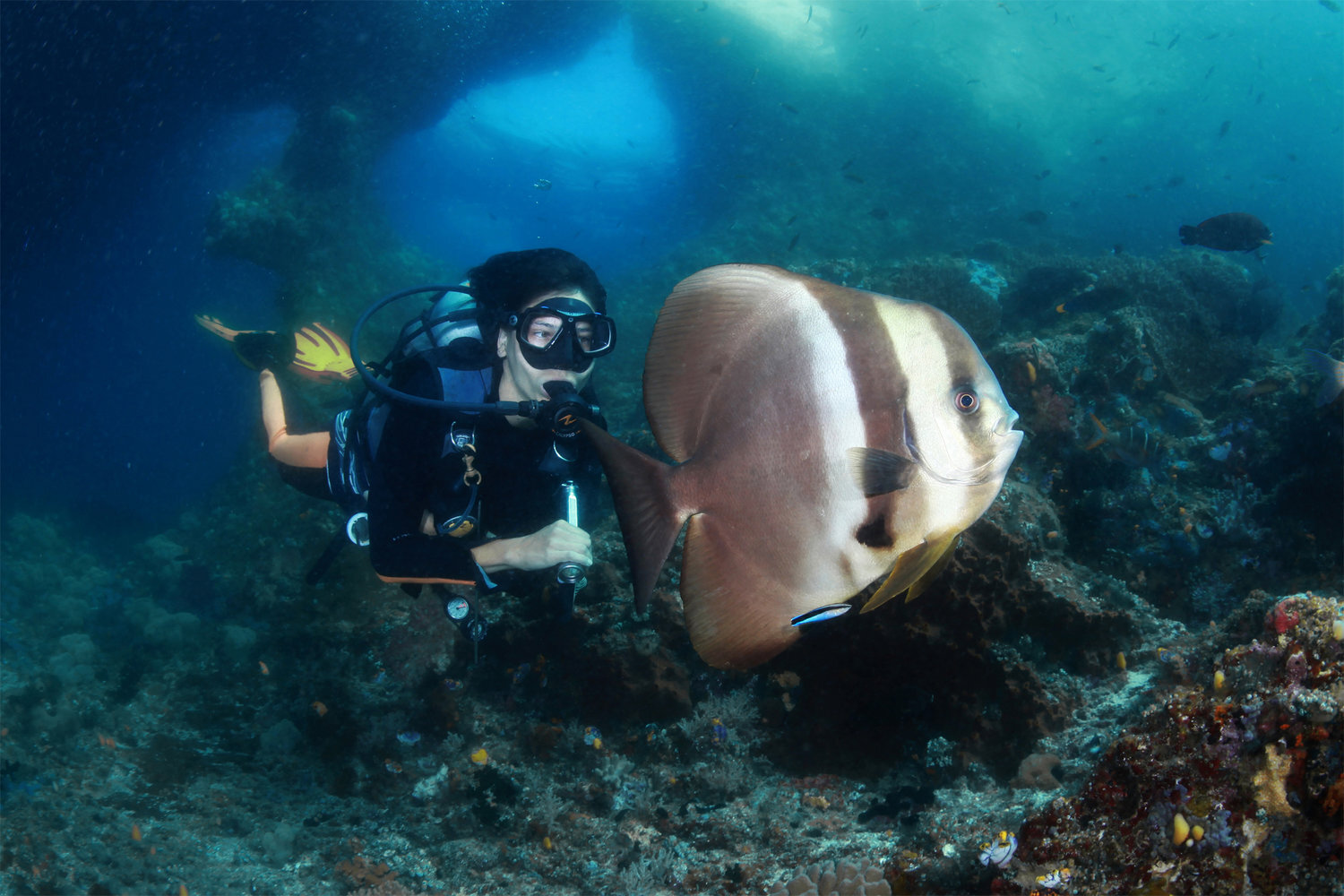 diver_and_batfish_raja_amapt_h.jpg