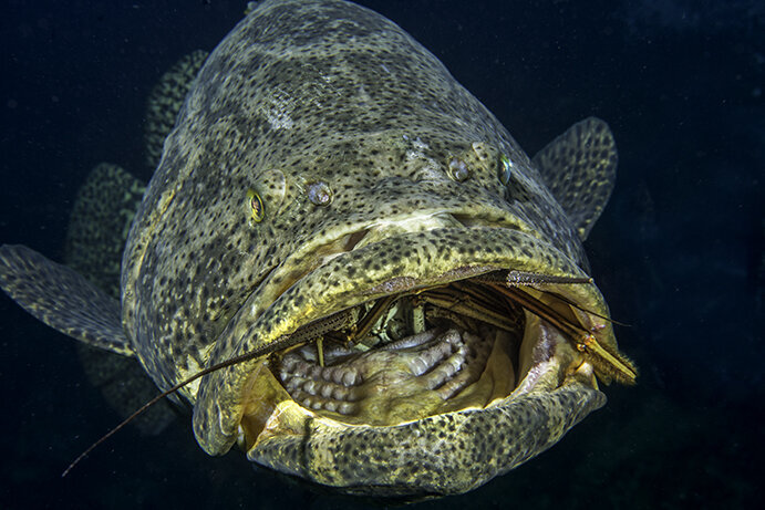 grouper+mouth+best.jpg