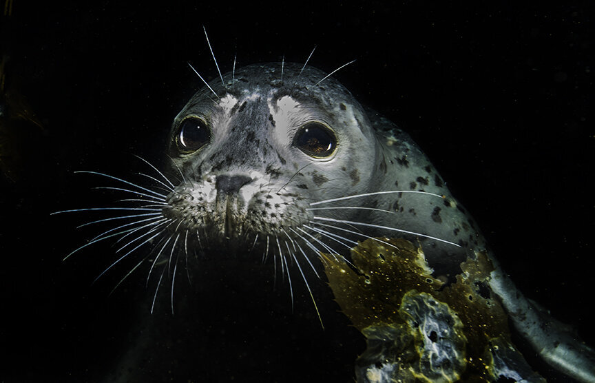 Harbor+seal+3.jpg