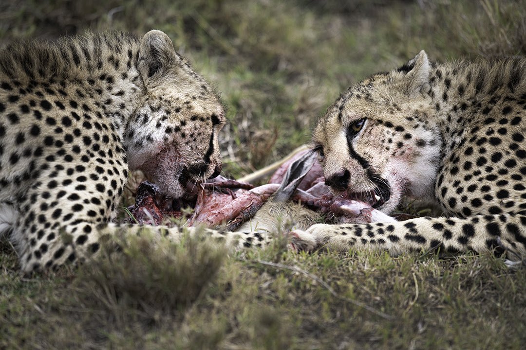 cheetahs eating.jpg