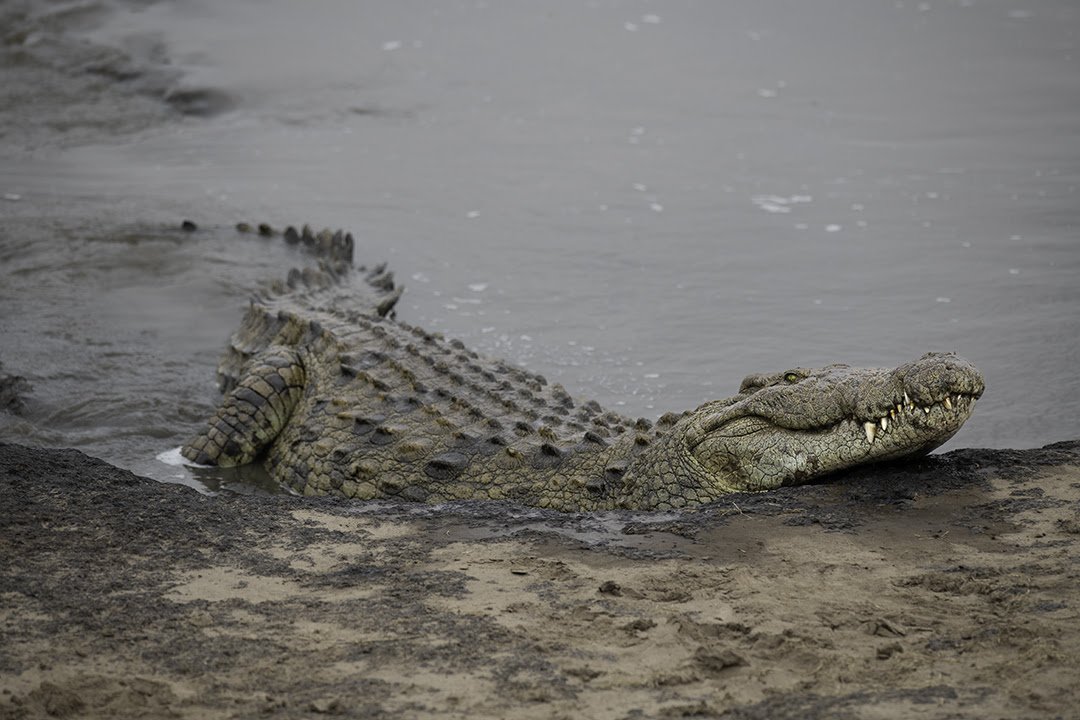 crocodile.jpg