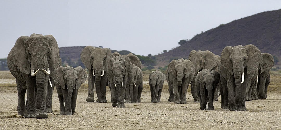 elephant group.jpg