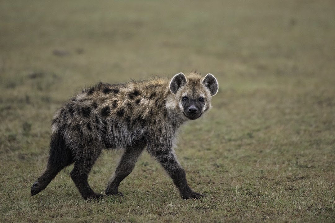 hyena.jpg