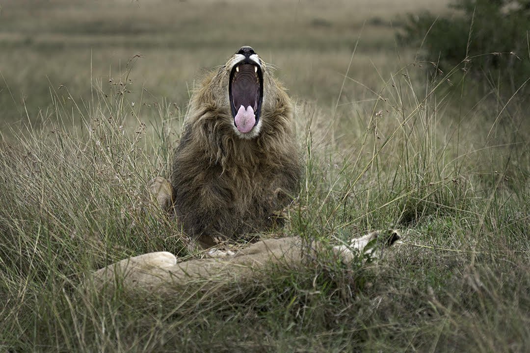 lion yawning.jpg