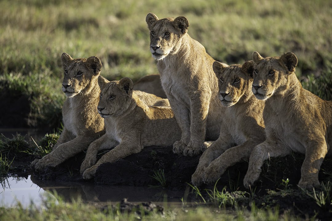 lion family.jpg