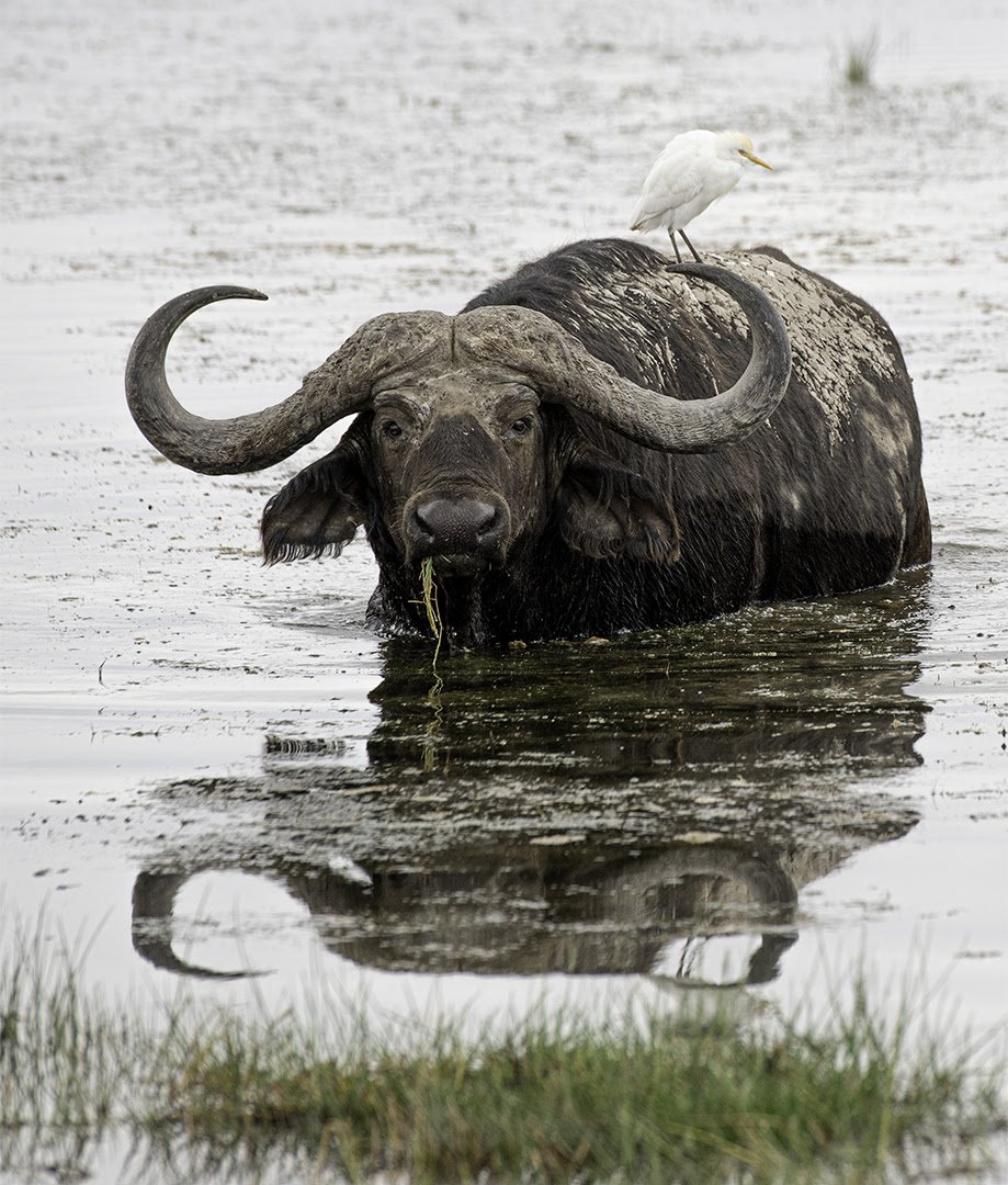 musk ox.jpg