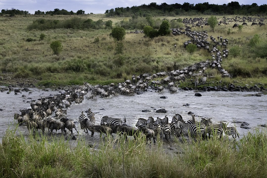 wildebeest migration.jpg