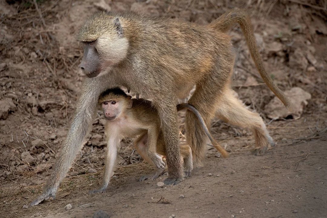 Baboon mother and baby.jpg