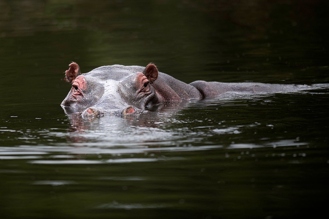 hippo in water 2.jpg