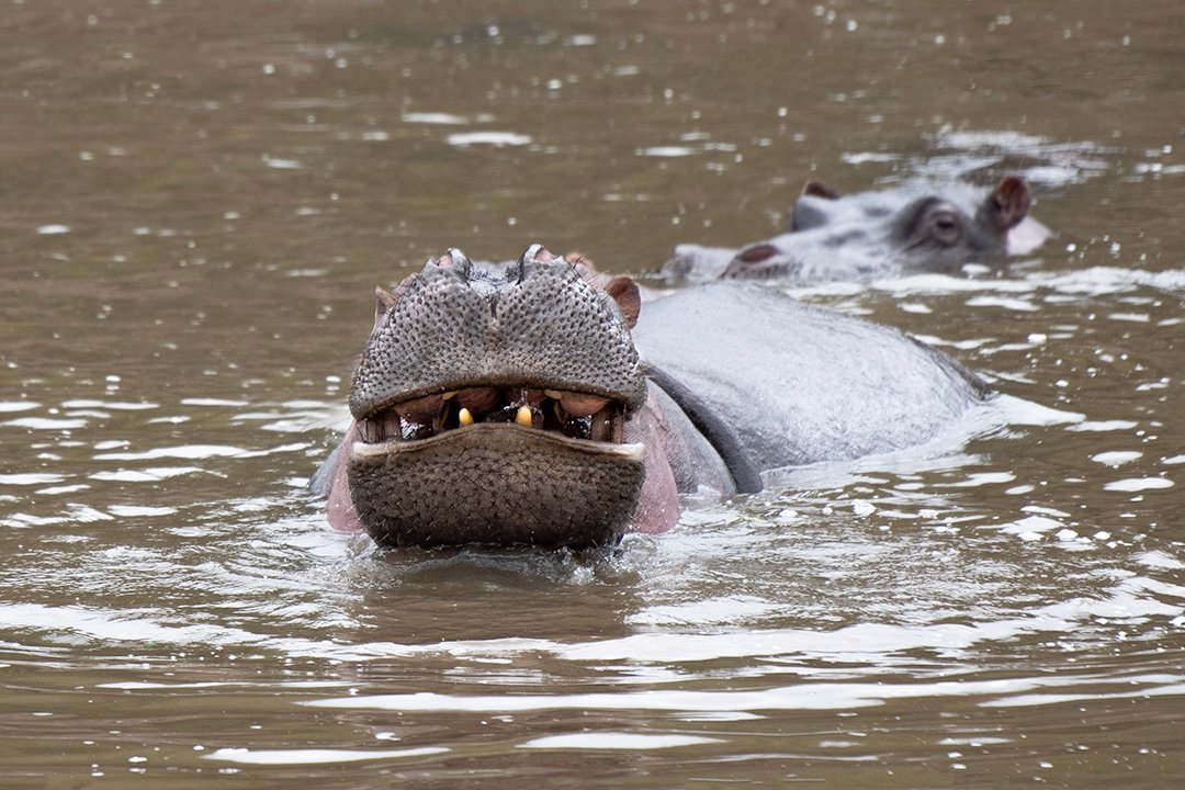 hippo in water.jpg