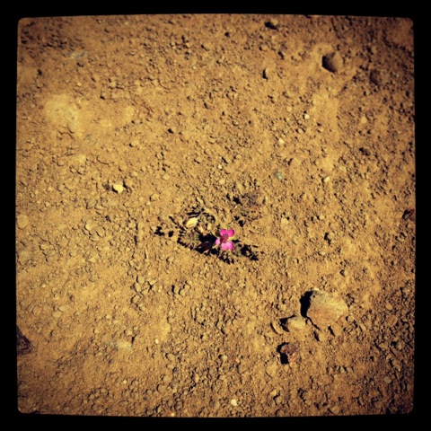 little-flower1.jpeg
