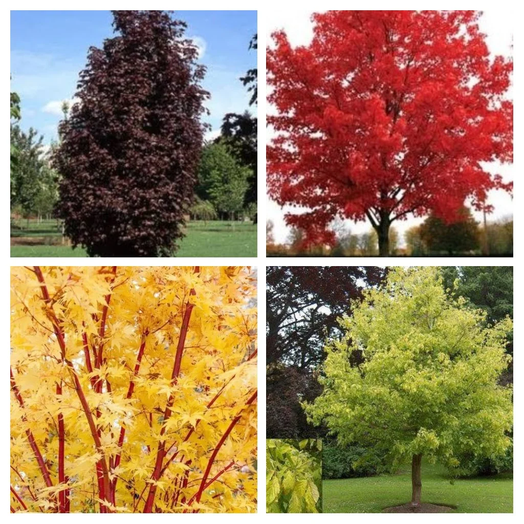 Maples…..clockwise from top left. Acer platanoides ‘Crimson Sentry’, Acer rubrum ‘October Glory’, Acer negundo ‘Kelly’s Gold’, Acer palmatum ‘Senkaki’