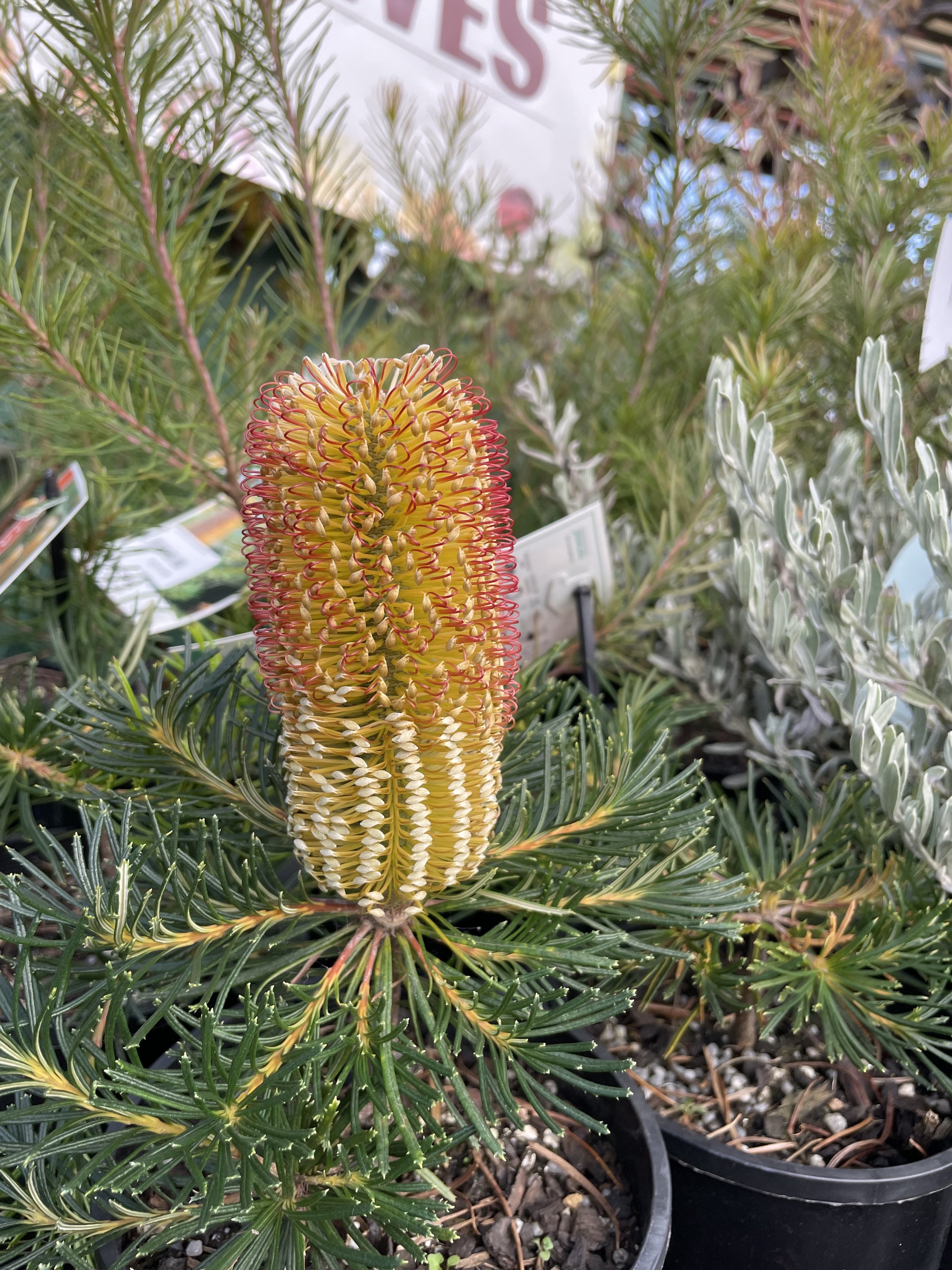 banksia.jpg