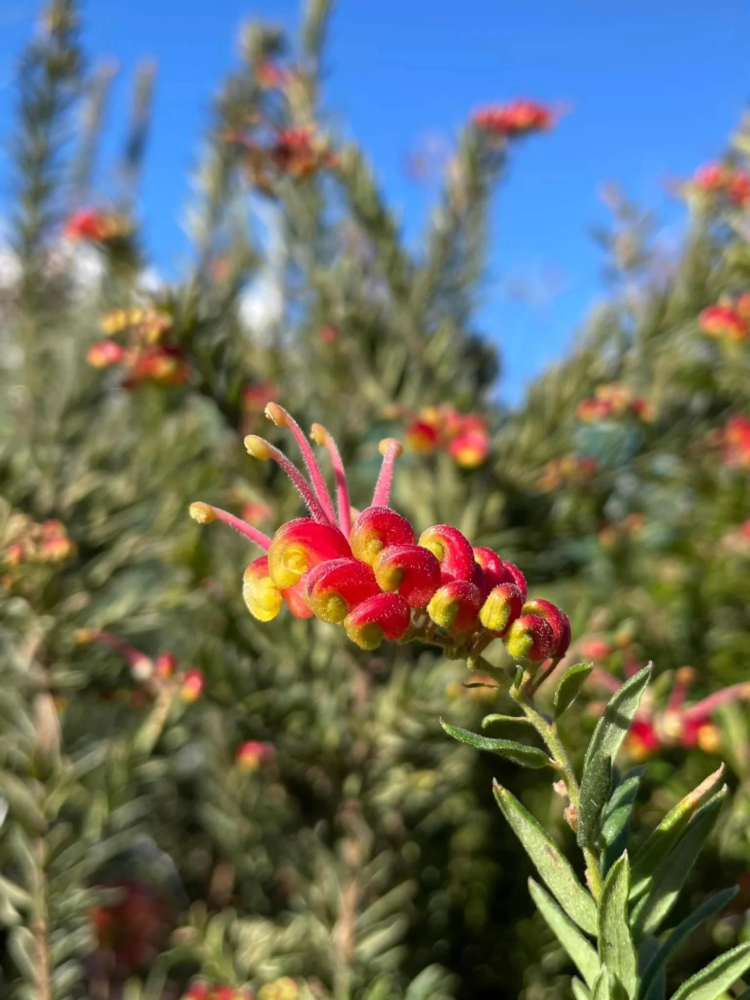 grevillea.JPG