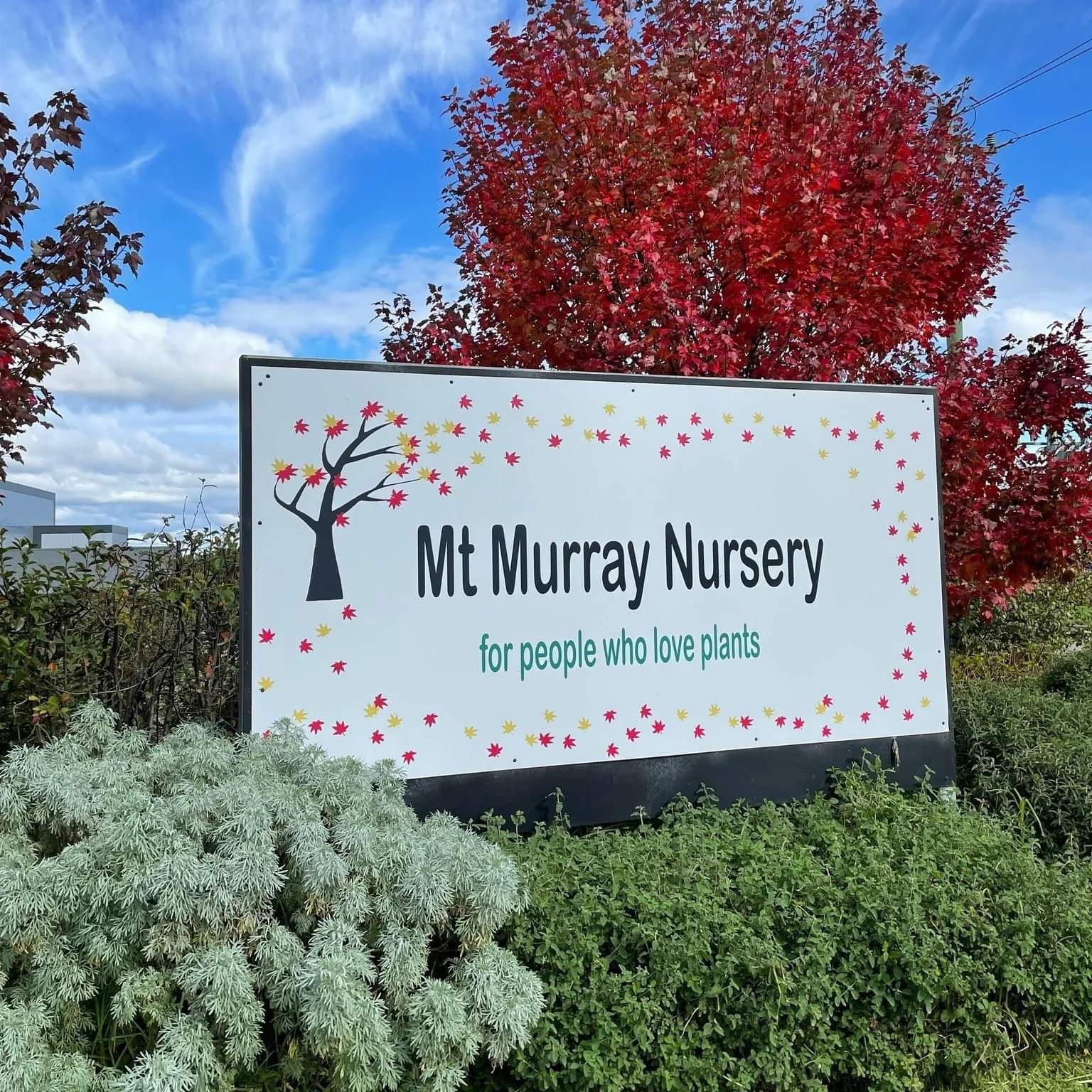 MT MURRAY.JPG