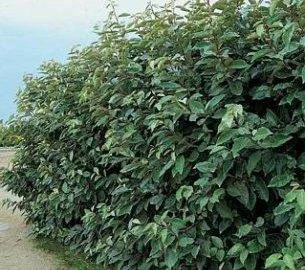 photo_article_60_1.jpg