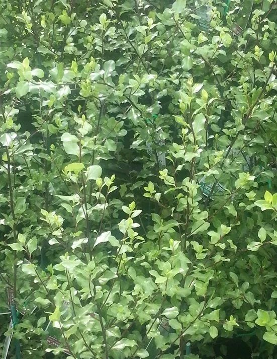 pittosporum_tenufolium_screenmaster.jpg