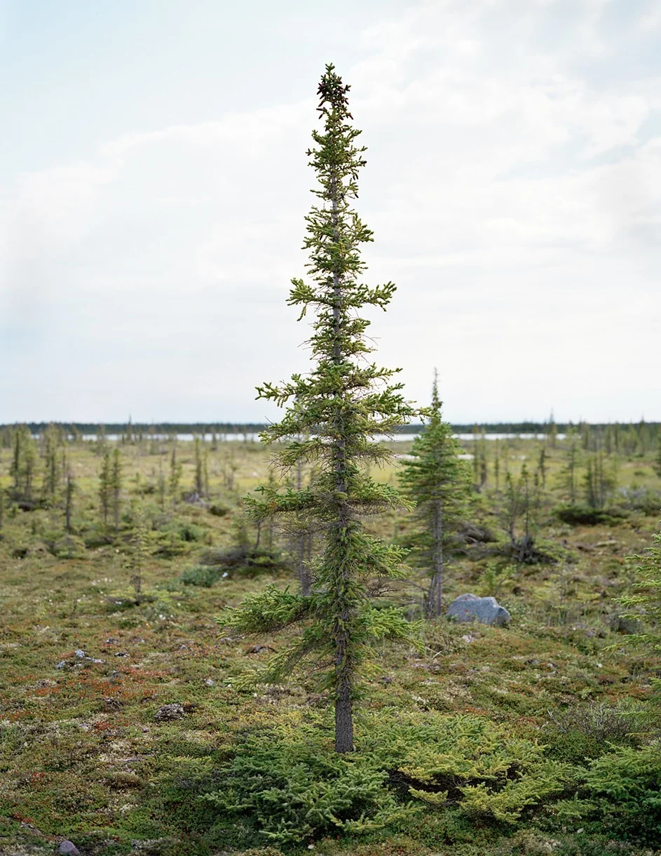 Justin Newhall Spruce No. 5 , 2009 c-print 38 x 30 inches