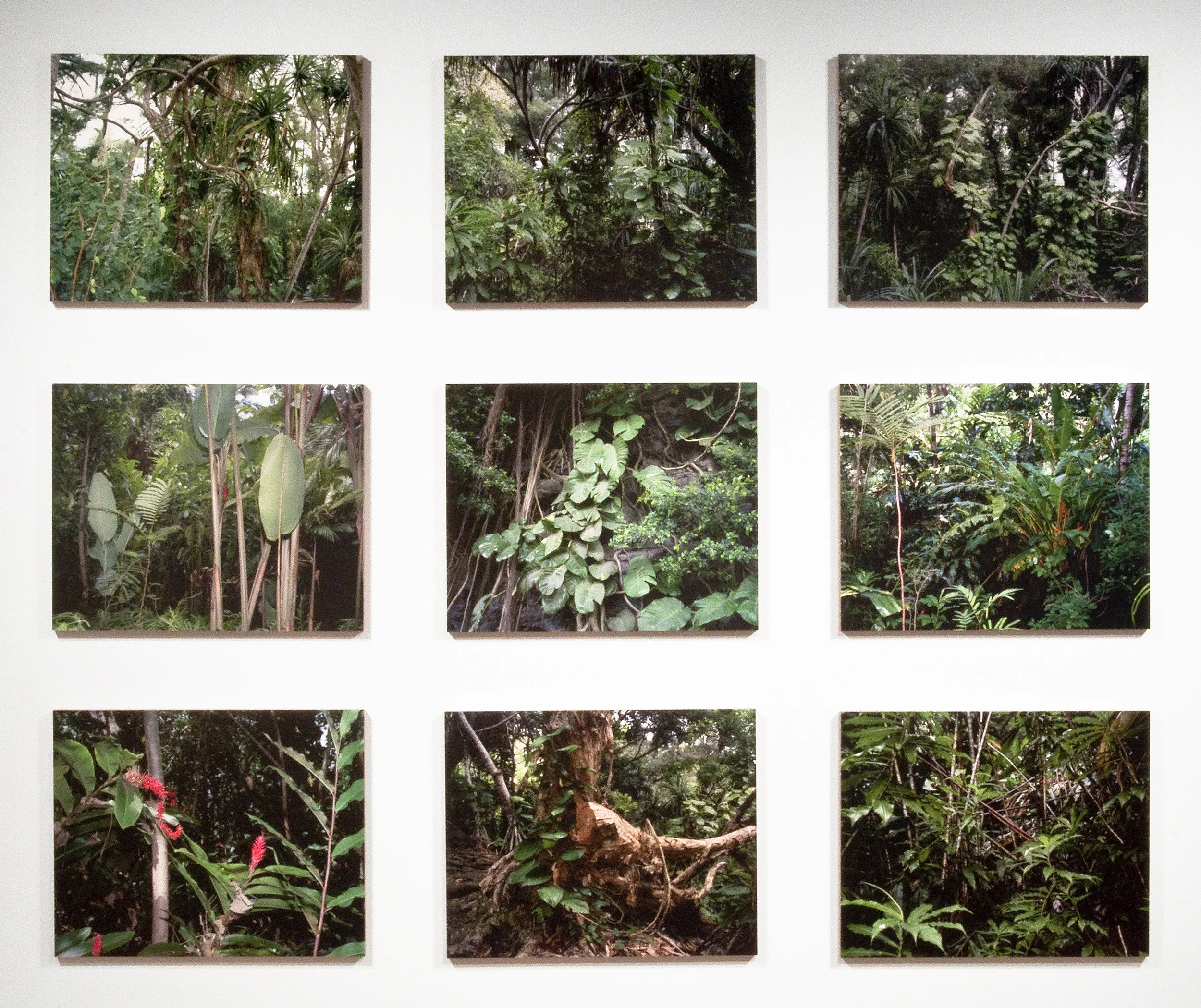 Lex Thompson Maui Jungle No. 1, 2, 3, 5 and 6 Kauai Jungle No. 1, 2, 3, and 5 , 2011-2012 pigment prints mounted to bamboo panels