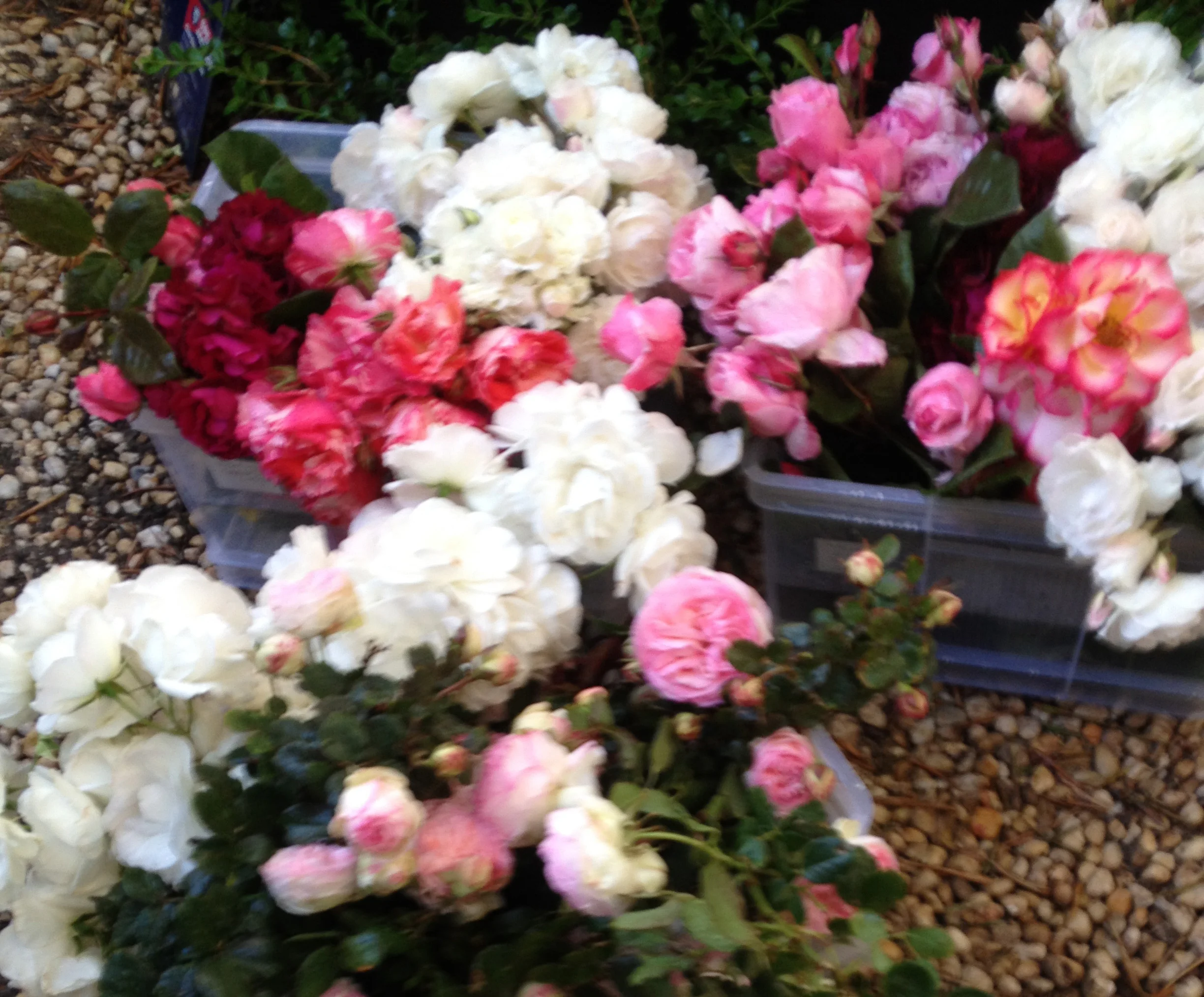 Fresh Picked Garden Roses 