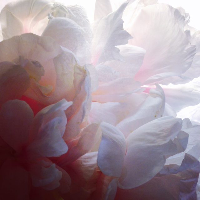 Peonies flower in full bloom