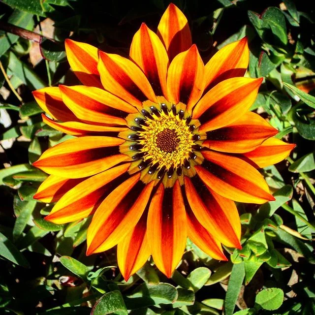 flower sde boker.jpg