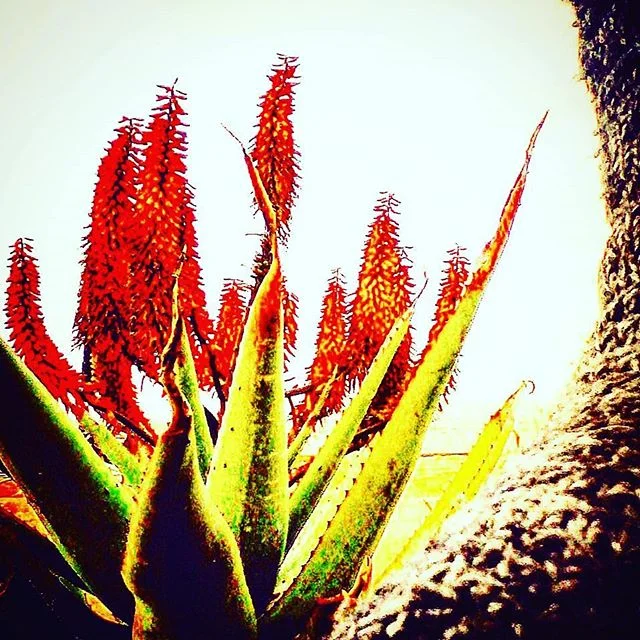 cactus sde boker.jpg