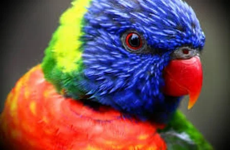 parrot.jpg