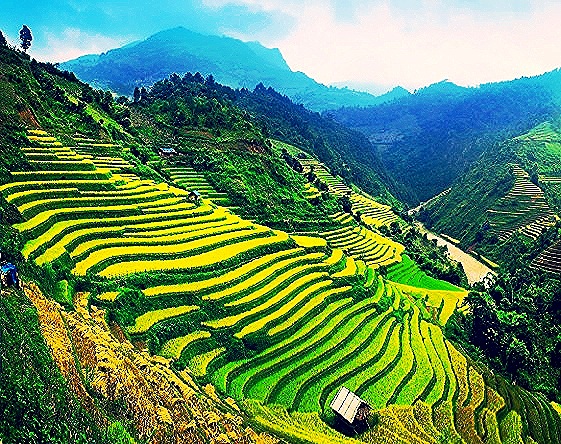 bali rice fields.jpg