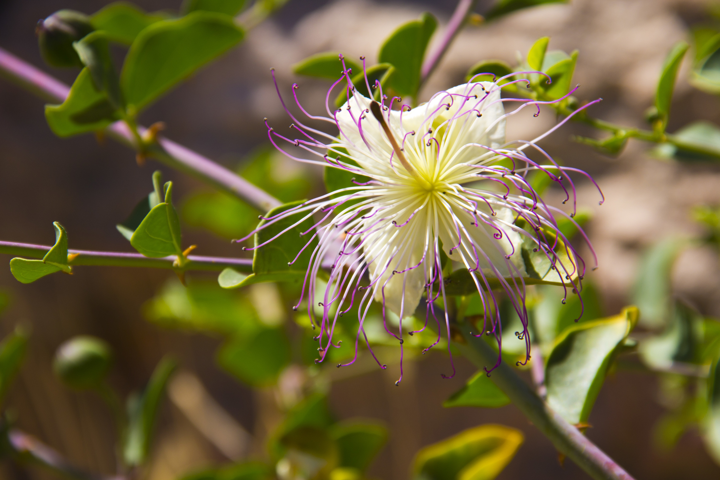 Citadel flower, Jordan, 2011