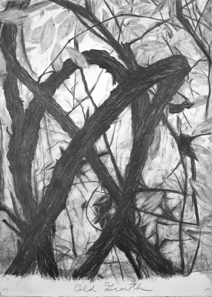 Old Growth