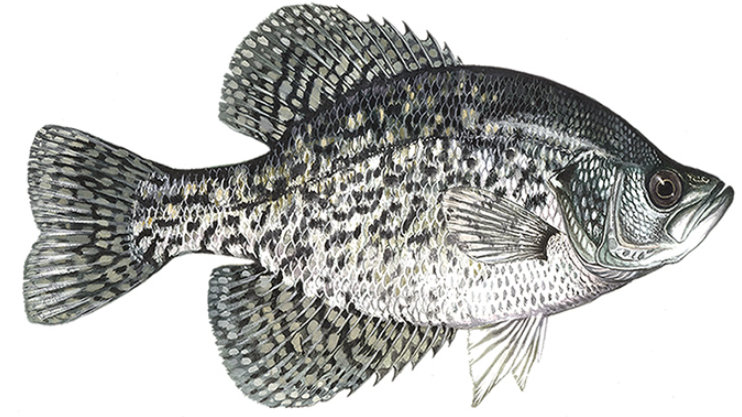 crappie.PNG