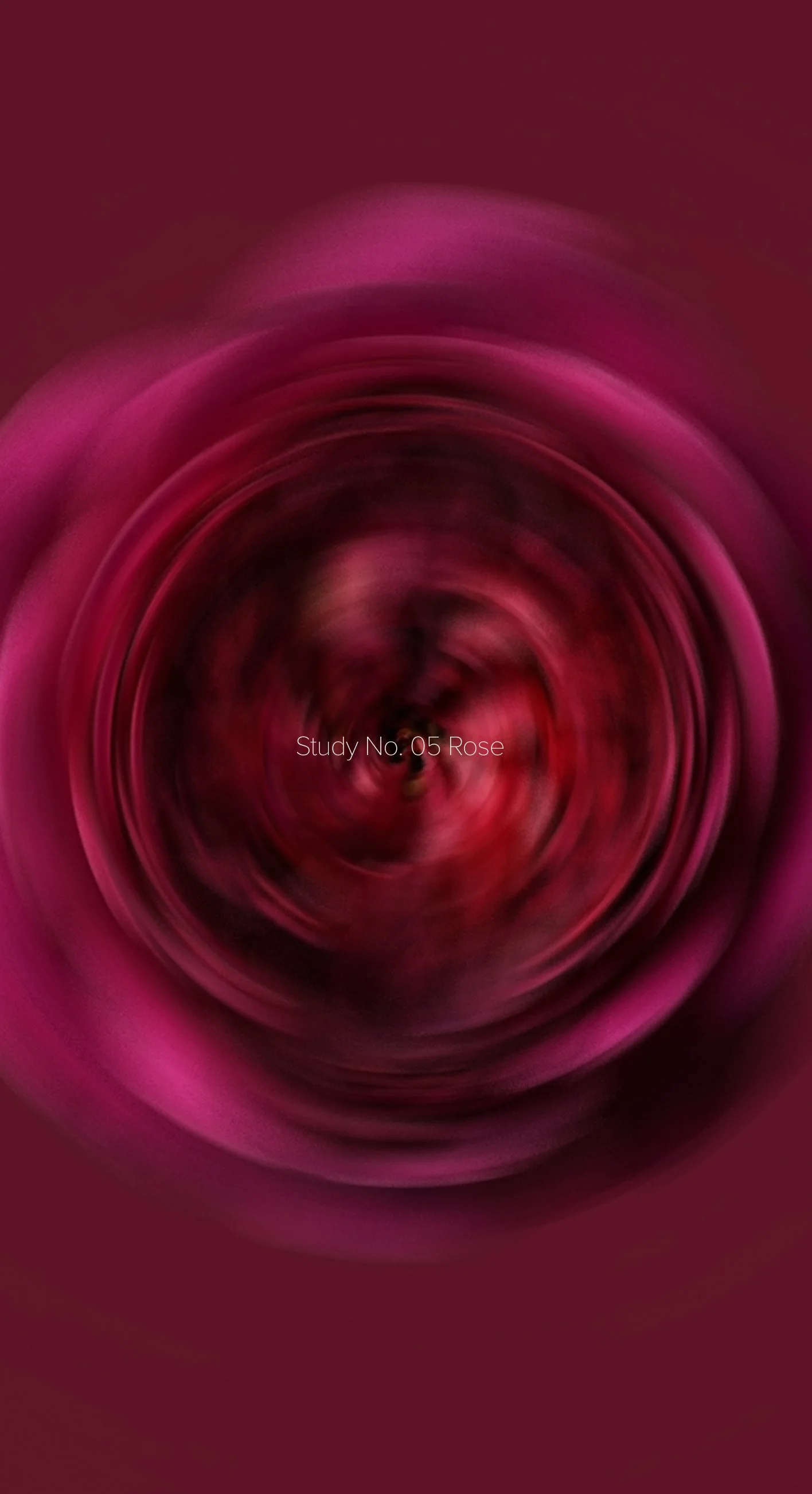 rose 1.jpg