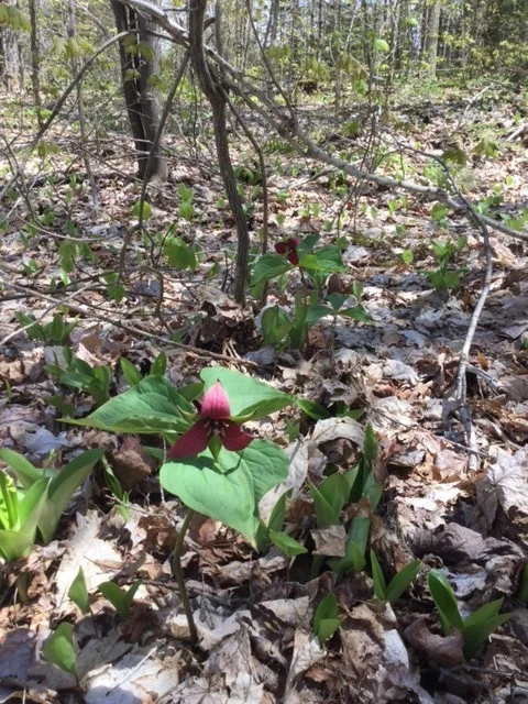 Muskoka-trilliums.JPG